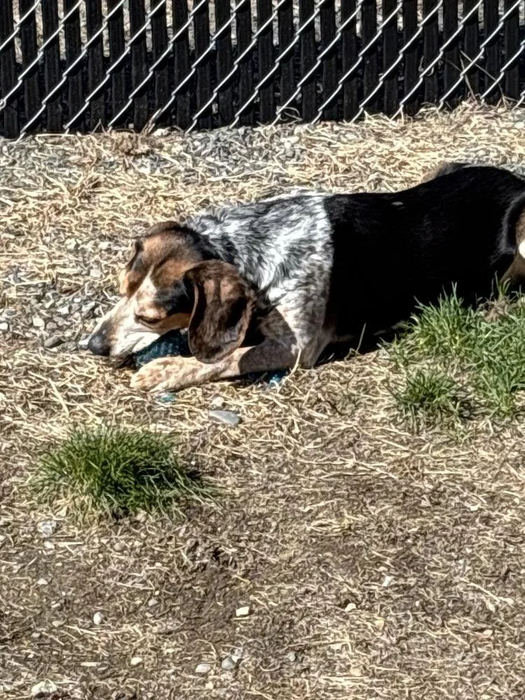 Hank