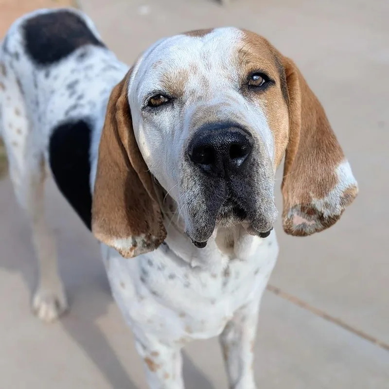 An adult large-sized male Black and Tan Coonhound dog named George for adoption in St. George, UT