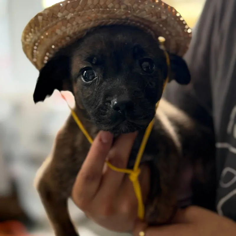 A baby small-sized male Black Chihuahua dog named Tito for adoption in New Orleans, LA