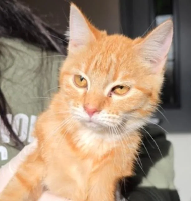 A young small-sized female Tabby (Orange / Red) Domestic Short Hair cat named Darcyq for adoption in Metamora, IL