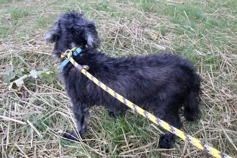 A senior small-sized female Black Shih Tzu dog named Cupcake for adoption in East Greenville, PA