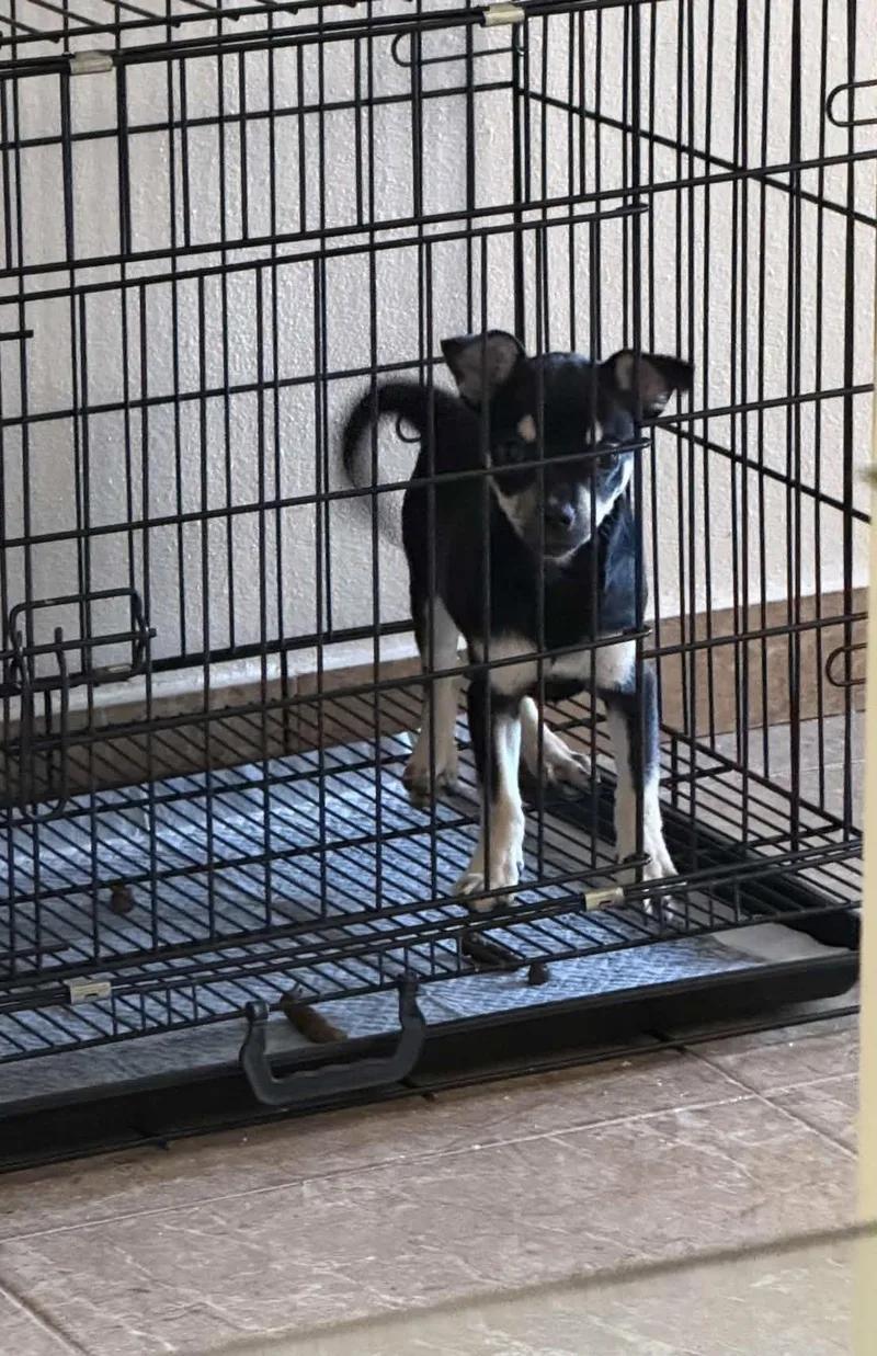 A baby small-sized female Chihuahua dog named Connie for adoption in Virginia Beach, VA