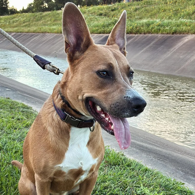 A young medium-sized male Golden Pit Bull Terrier dog named Moose for adoption in Houston, TX