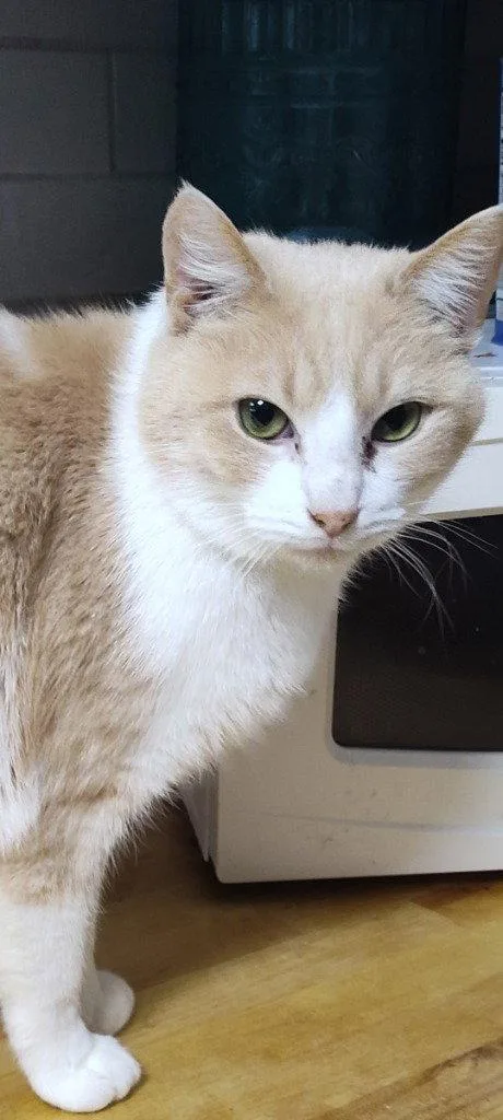 An adult medium-sized male Domestic Short Hair cat named Max for adoption in Cromwell, KY