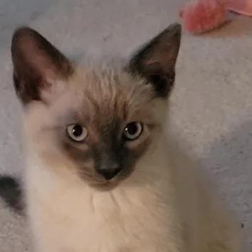 Lily thumbnail 3
