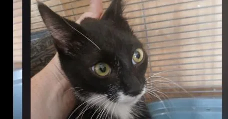 A young medium-sized female Black & White / Tuxedo Domestic Short Hair cat named Lilly for adoption in Thatcher, AZ