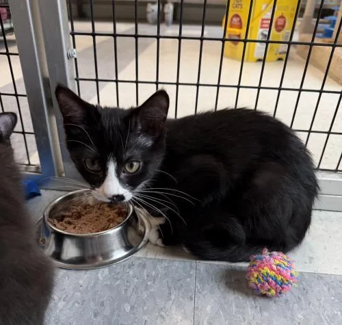 A young small-sized female Black & White / Tuxedo Domestic Long Hair cat named Esben for adoption in Webster, MA