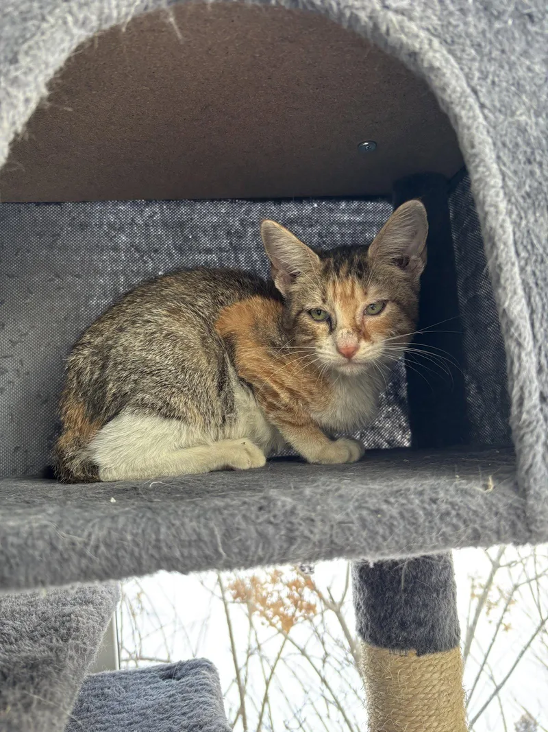 A baby medium-sized female Domestic Short Hair cat named Lulu for adoption in Virginia Beach, VA