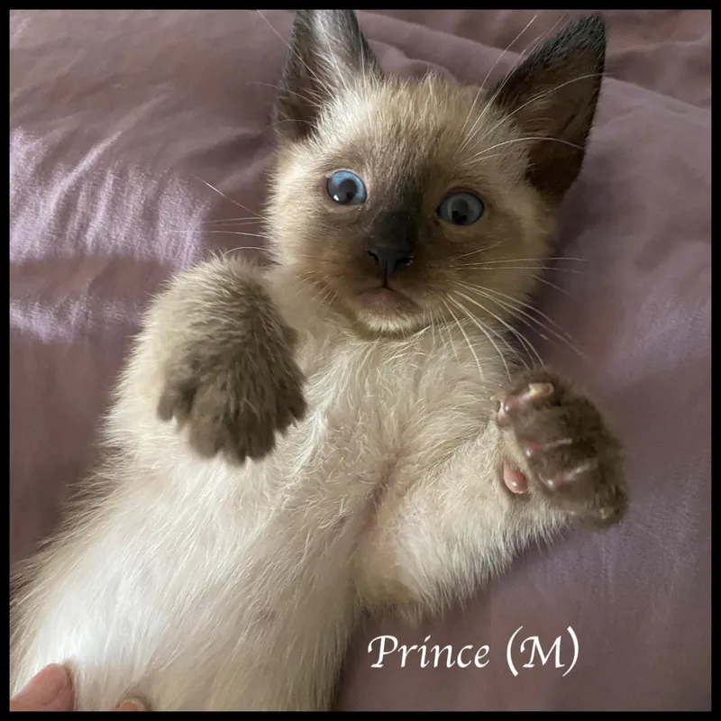 Prince