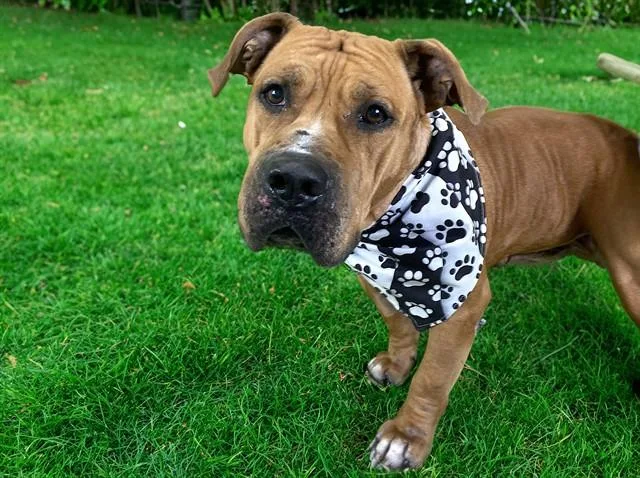 An adult medium-sized male American Staffordshire Terrier dog named Bruce for adoption in Fort Lauderdale, FL
