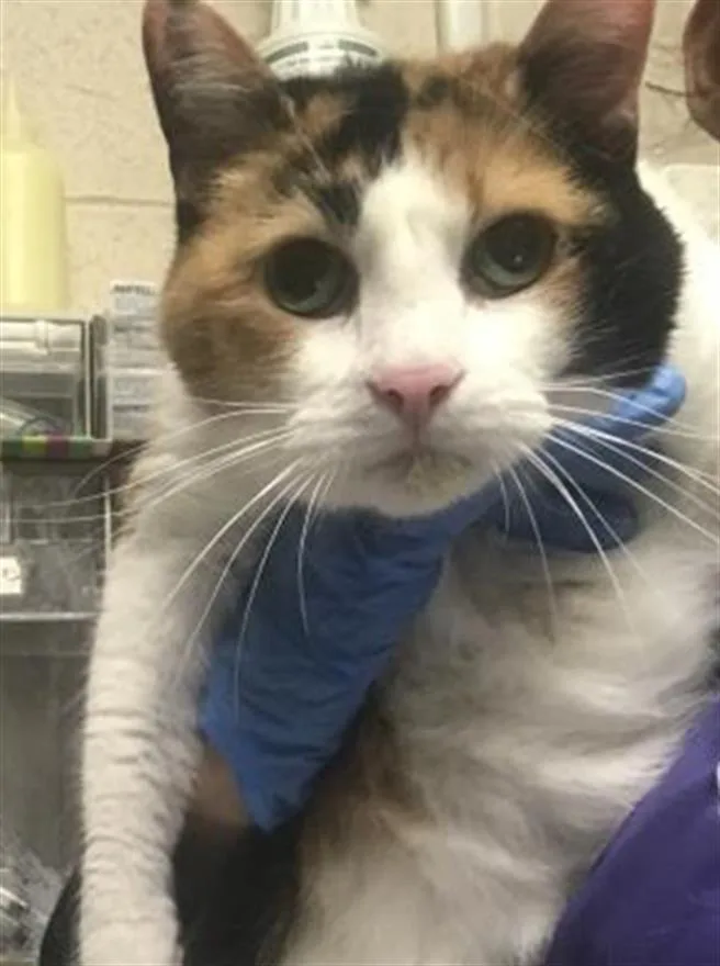 An adult medium-sized female Domestic Short Hair cat named Sapphire for adoption in Conroe, TX