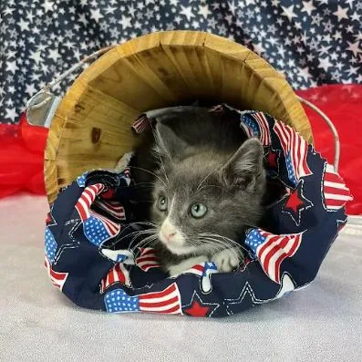 A baby small-sized male Gray / Blue / Silver Domestic Short Hair cat named BlazeC for adoption in East Saint Louis, IL
