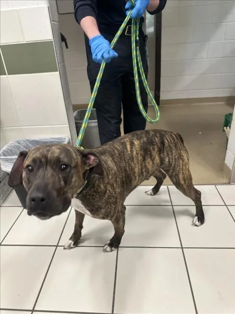 A young large-sized male Pit Bull Terrier dog named Jupiter for adoption in Derwood, MD