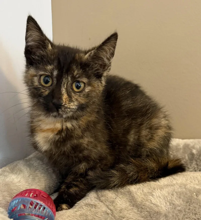 A young medium-sized female Domestic Short Hair cat named Ortega for adoption in Elkins, WV