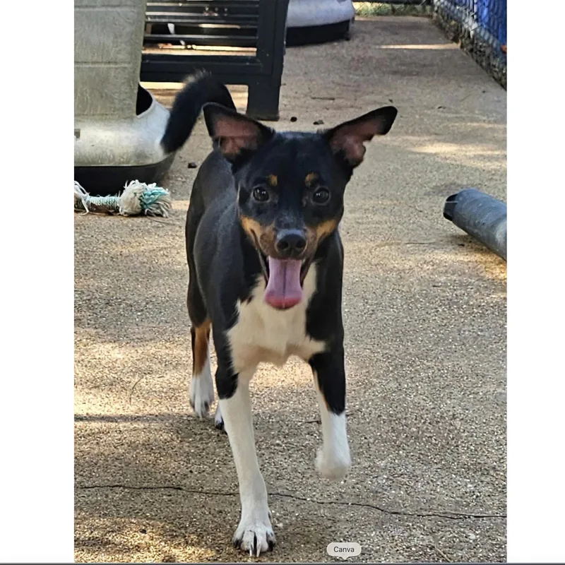 A baby small-sized male Chihuahua dog named Boss for adoption in Uxbridge, MA