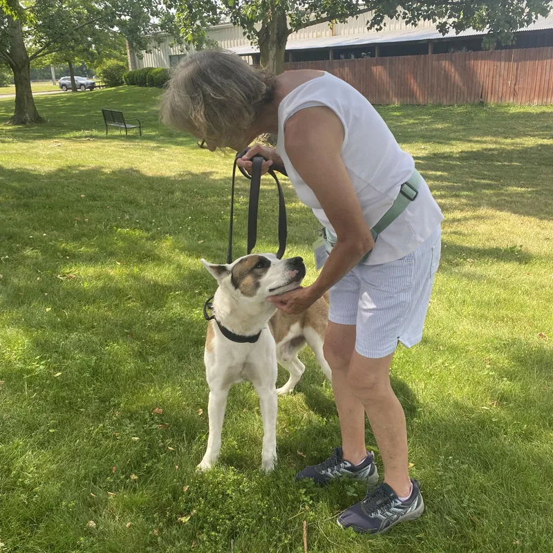An adult large-sized male Brown / Chocolate Husky dog named Z for adoption in Elyria, OH