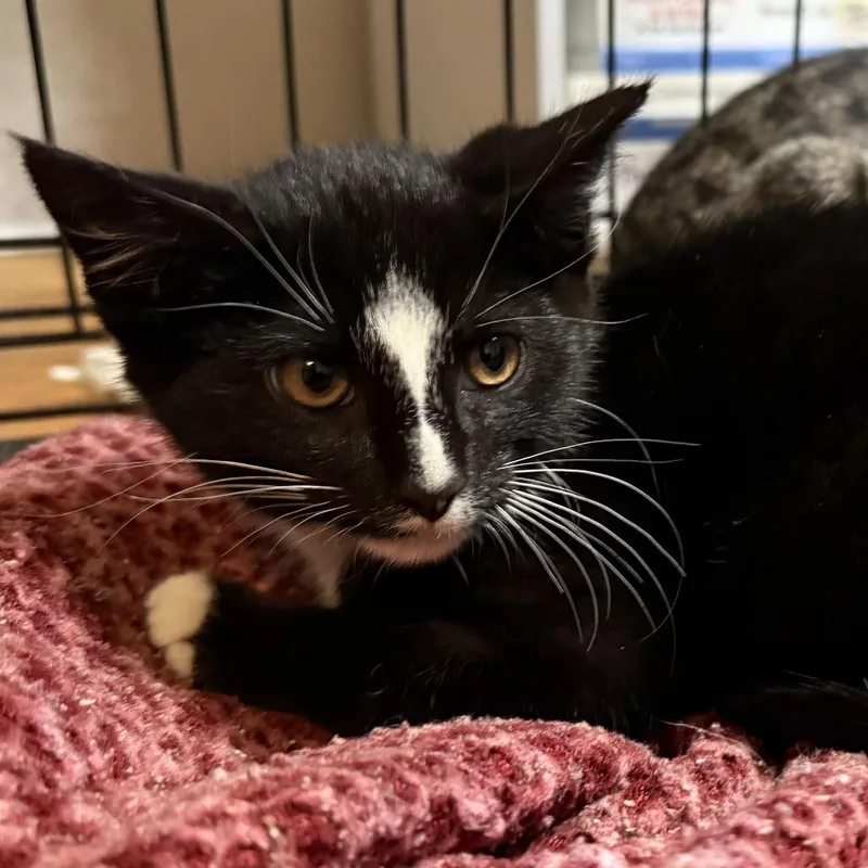 A baby small-sized male Black Domestic Short Hair cat named Ink for adoption in Oak Hill, WV
