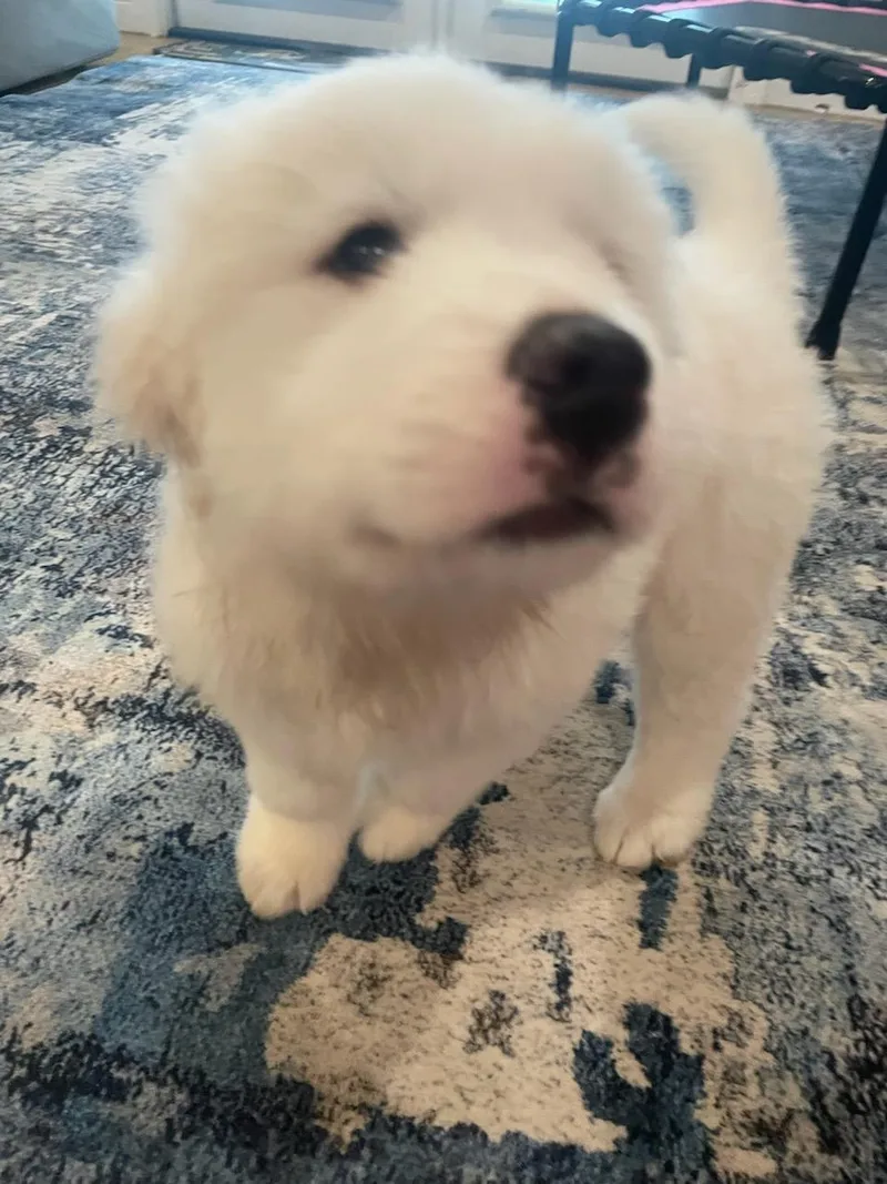 Murphy thumbnail 3