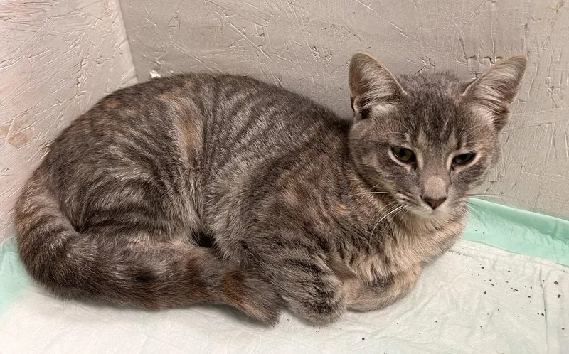 A young medium-sized female Tabby cat named Wilma for adoption in Georgetown, KY