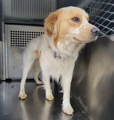 An adult large-sized male Border Collie dog named Walker for adoption in Garland, TX