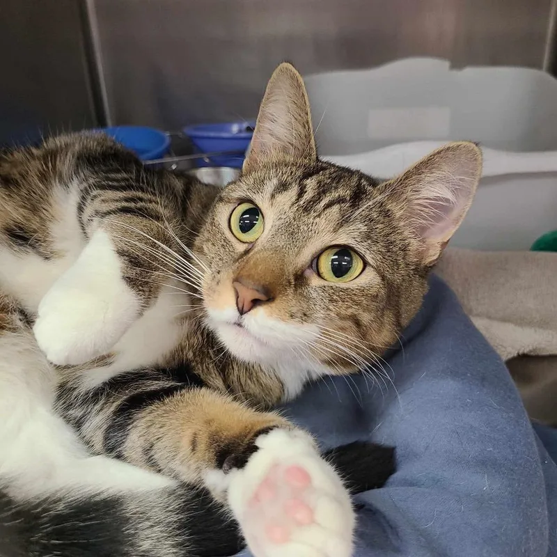 An adult small-sized female Brown / Chocolate Domestic Short Hair cat named Josie for adoption in Inwood, WV