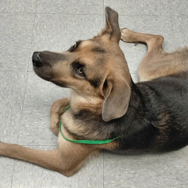 A young large-sized male Shepherd dog named Lil Spacey _ for adoption in Bastrop, TX