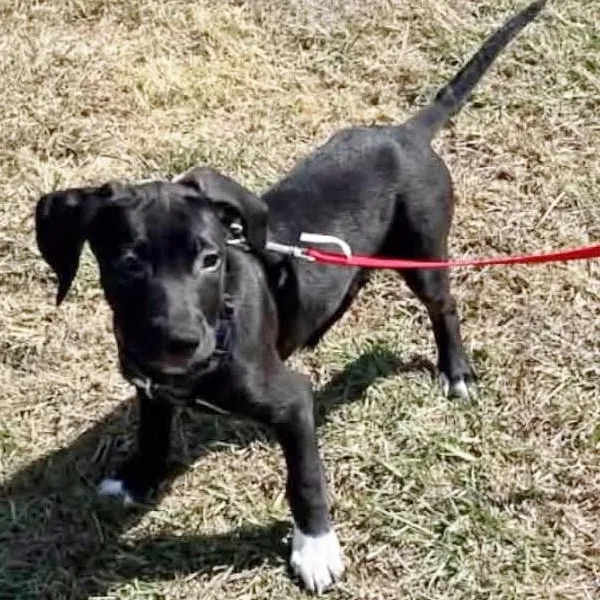 A baby large-sized male Black Labrador Retriever dog named Danny for adoption in Traverse City, MI