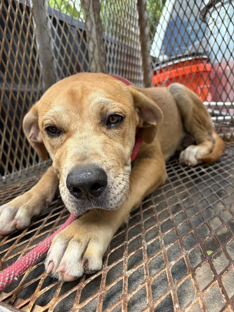 A baby medium-sized male Mastiff dog named Jeffrey for adoption in Ada, OK