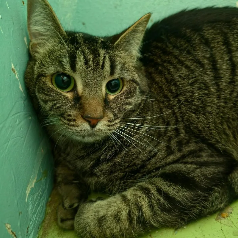 An adult medium-sized female Brown / Chocolate Domestic Short Hair cat named Daisy for adoption in Melrose, FL