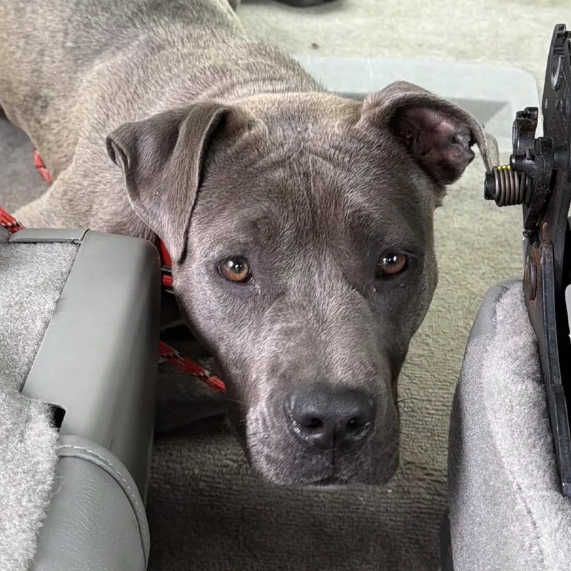 An adult medium-sized female Gray / Blue / Silver Pit Bull Terrier dog named Harp for adoption in Greensboro, NC