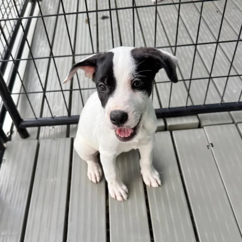 A baby medium-sized female White / Cream Mixed Breed dog named Monaco for adoption in Bradenton, FL