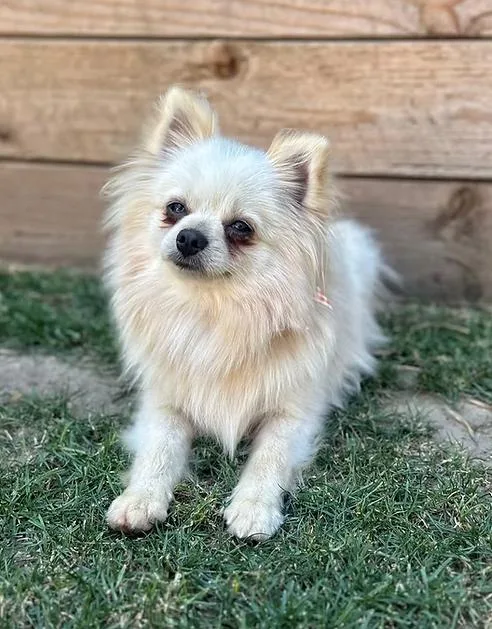 A young small-sized male Pomeranian dog named Dodge for adoption in Placentia, CA