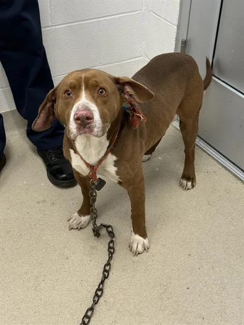 An adult medium-sized male Basset Hound dog named Melly for adoption in Haw River, NC