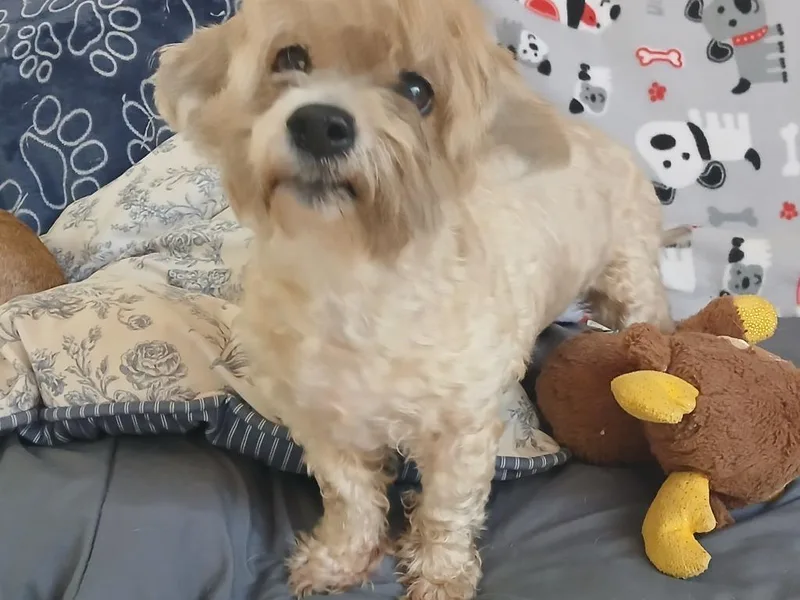 A senior small-sized female Maltese dog named Massy for adoption in Fort Worth, TX