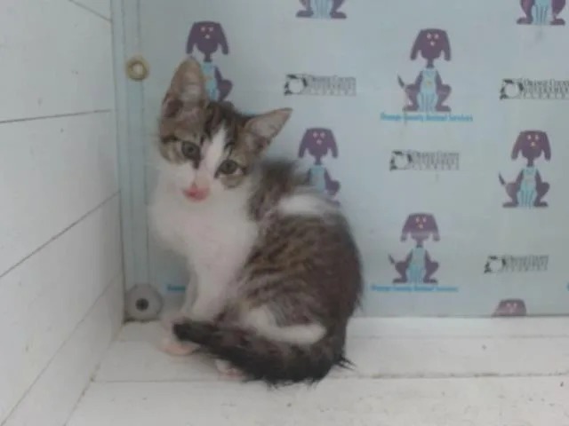 Sir Whiskers