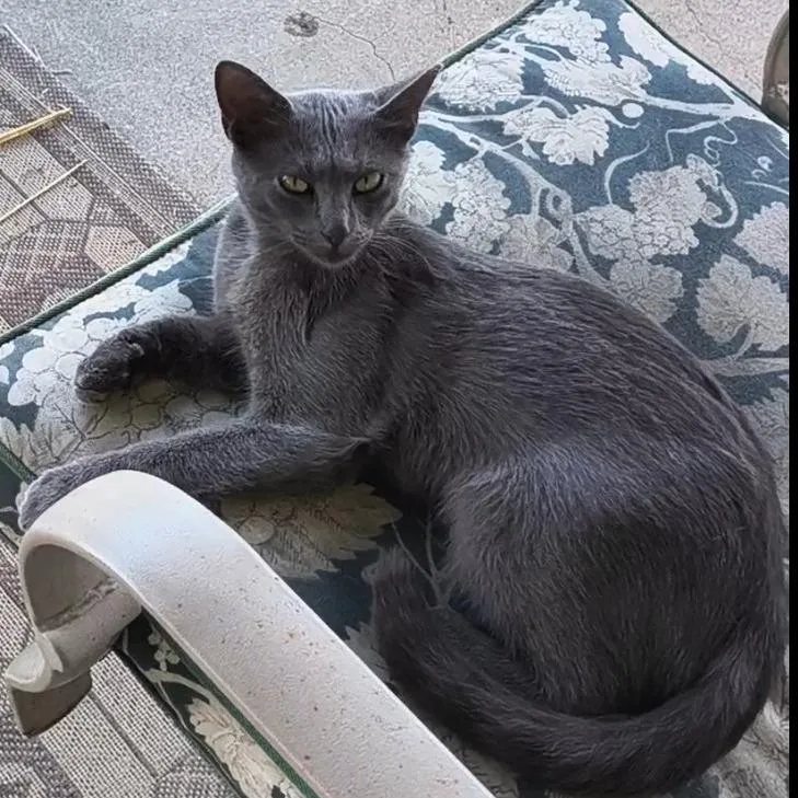Gatita