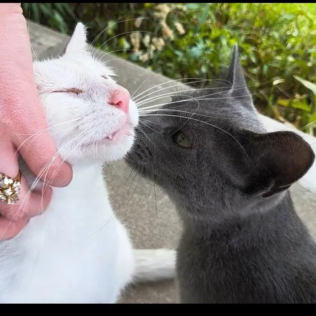 Gatita thumbnail 3