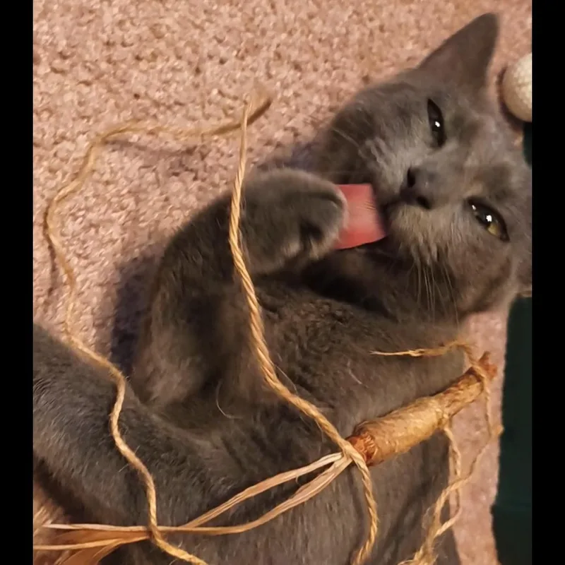 Gatita thumbnail 4