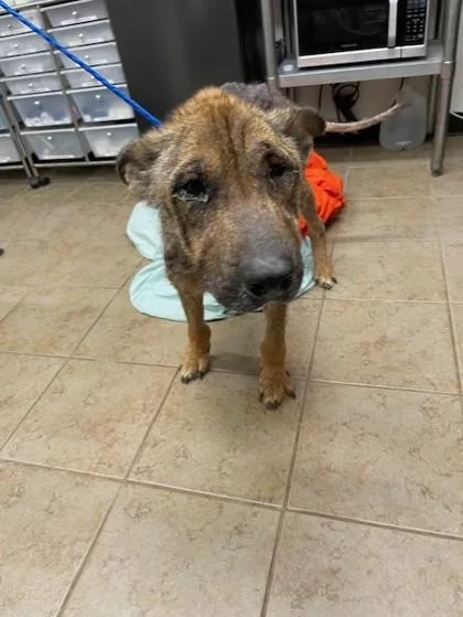 Boogie Poots thumbnail 2