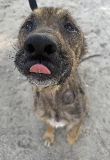 Boogie Poots thumbnail 3