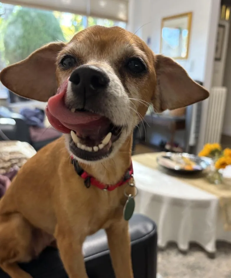 A senior small-sized female Chihuahua dog named Booberry for adoption in Brooklyn, NY