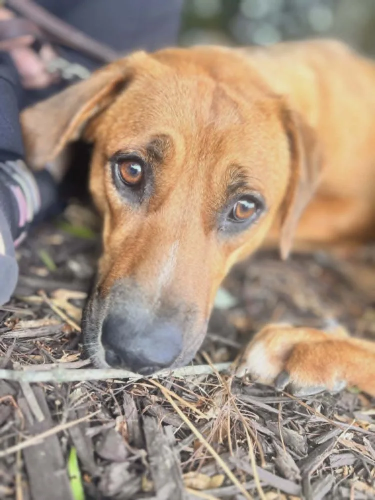 A young medium-sized female White / Cream Hound dog named Callie for adoption in Gillsville, GA