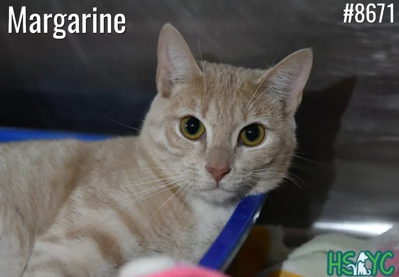 A young medium-sized female Domestic Short Hair cat named Margarine for adoption in Fort Mill, SC