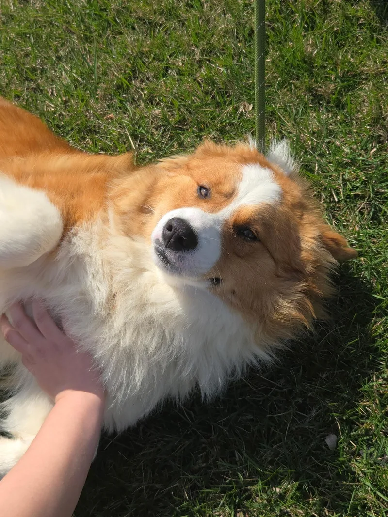 A young large-sized male Cardigan Welsh Corgi dog named Yeti for adoption in merrillville, IN