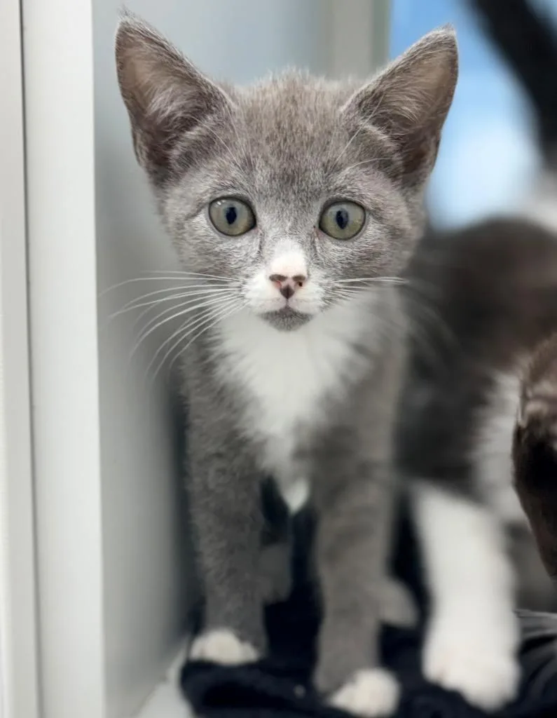 A baby small-sized female Domestic Short Hair cat named Chica for adoption in Hartsville, SC