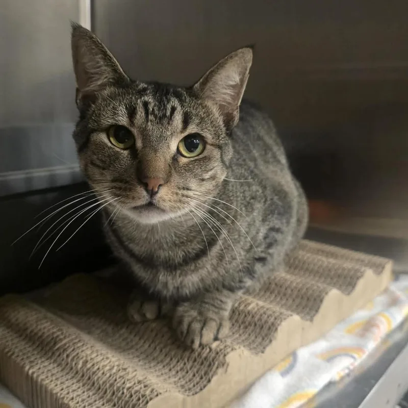 A young medium-sized male Tabby (Brown / Chocolate) Domestic Short Hair cat named Toes for adoption in Warr Acres, OK