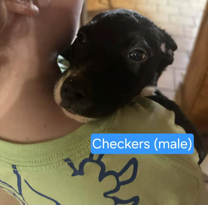 Checkers