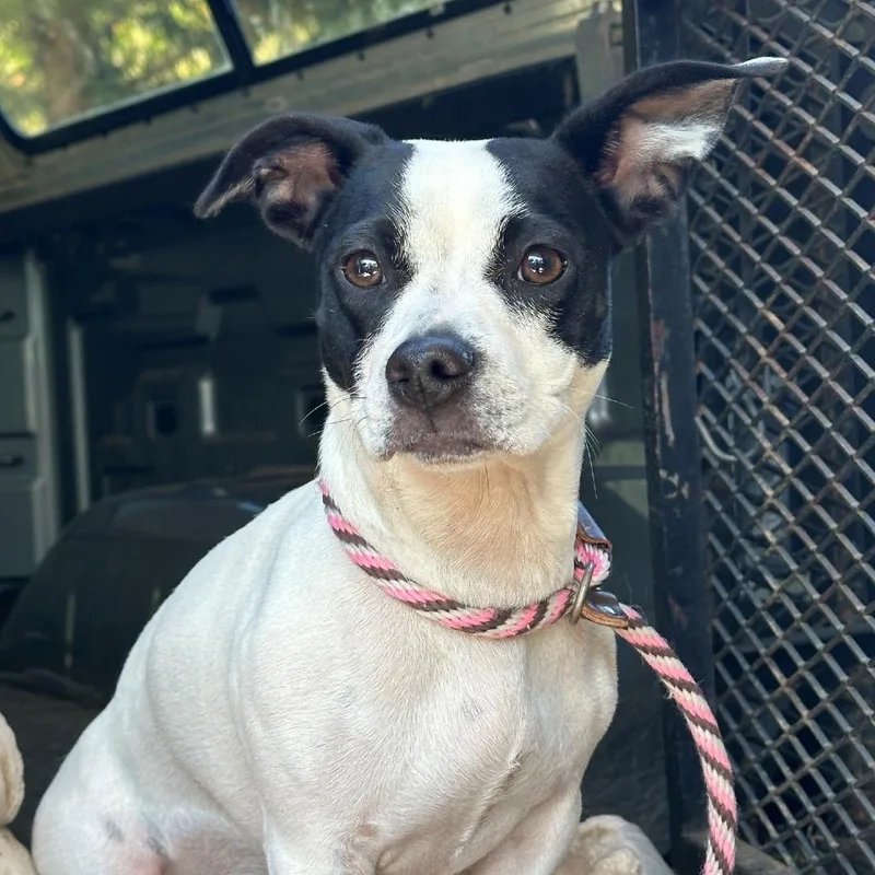 A young small-sized female White / Cream Boston Terrier dog named Lula for adoption in Coos Bay, OR