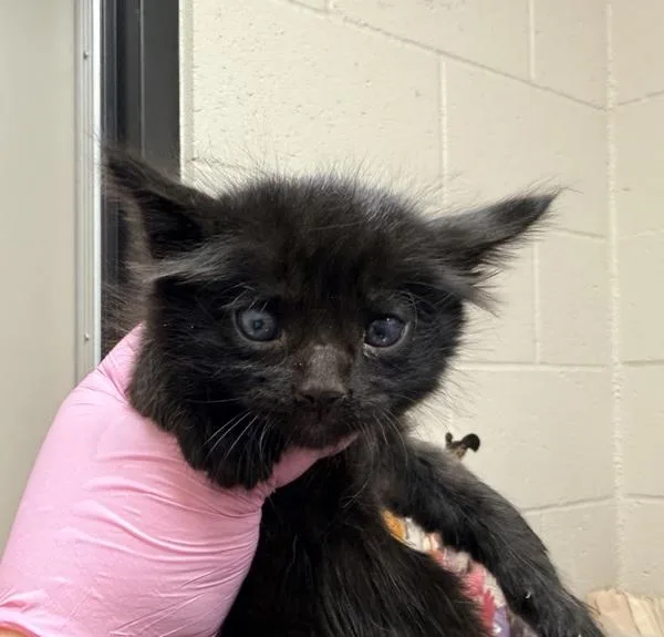 A baby small-sized male Domestic Short Hair cat named Blue for adoption in Escondido, CA