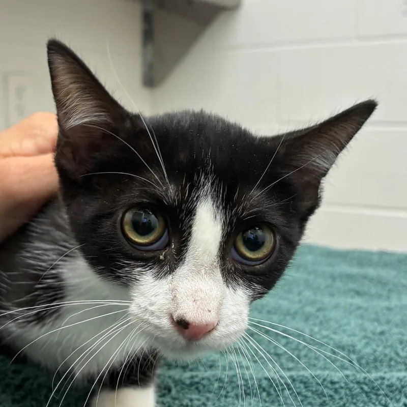 A baby small-sized female Domestic Short Hair cat named Hazelnut Cream for adoption in Corpus Christi, TX